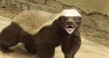 平头哥爆料新闻,揭秘娱乐圈最新动态