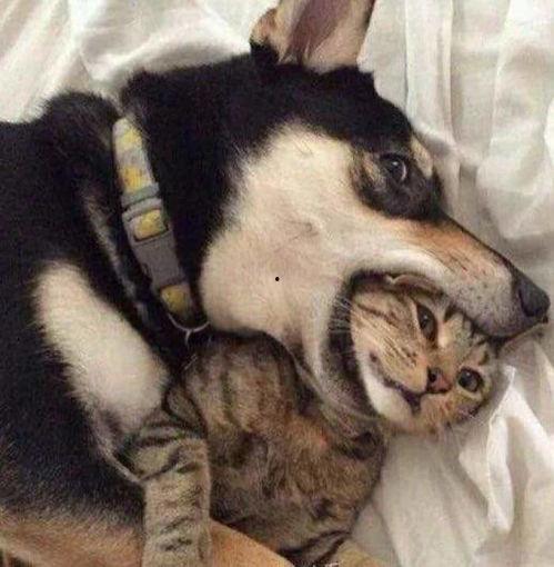 圈内爆料二哈百度云资源,二哈百度云资源独家揭秘，带你领略萌犬风采