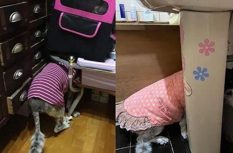 大狗最新爆料新闻,最新爆料新闻背后的真相与内幕